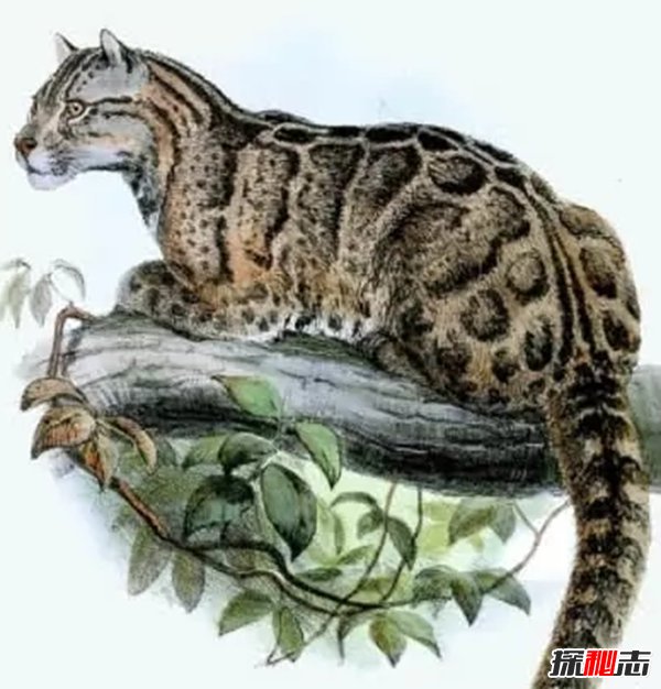 什么物種滅絕了?盤點地球已經(jīng)消失的10大物種(痛心)