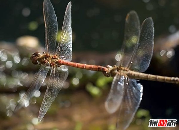 動(dòng)物里有基佬嗎?盤點(diǎn)世界10大同性戀動(dòng)物(驚訝不已)