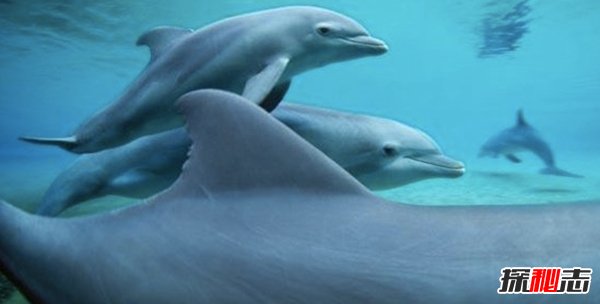 動(dòng)物里有基佬嗎?盤點(diǎn)世界10大同性戀動(dòng)物(驚訝不已)