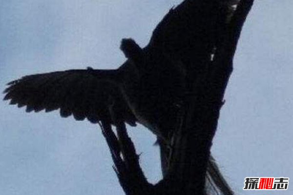 世界上最后一只鳳凰