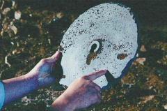 īݰl(f)F(xin)Ƭ  UFOƬ  Ї(gu)h֣